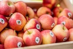 őszi almafogyasztást ösztönző kampány, alma