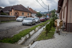 tehén, Zsolt, Csíkcsomortán, Csíkszereda, Erdély, Románia