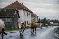 Tusnádfürdő, Erdély, Románia, tehén, marha
