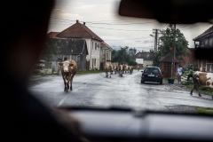 Tusnádfürdő, Erdély, Románia, tehén, marha