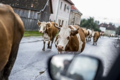 Tusnádfürdő, Erdély, Románia, tehén, marha
