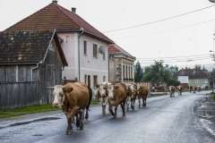 Tusnádfürdő, Erdély, Románia, tehén, marha