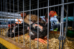 142.Kisallatborze-Monor-Nagy-Istvan-agrarminiszter-12