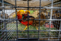 142.Kisallatborze-Monor-Nagy-Istvan-agrarminiszter-13