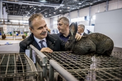 Nemzeti-galamb-baromfi-nyúl-és-díszmadár-kiállítás-Hungexpo-2019-16