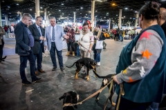 Nemzeti-galamb-baromfi-nyúl-és-díszmadár-kiállítás-Hungexpo-2019-24