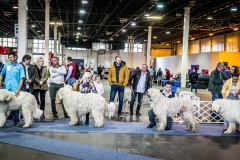 Nemzeti-galamb-baromfi-nyúl-és-díszmadár-kiállítás-Hungexpo-2019-29