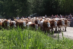 Szigetközi Gulyahajtás 2018