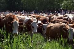 Szigetközi Gulyahajtás 2018
