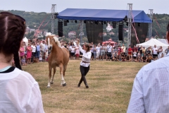 VI. Szürkemarha Fesztivál Harsány