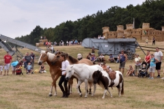 VI. Szürkemarha Fesztivál Harsány