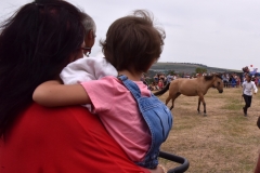 VI. Szürkemarha Fesztivál Harsány